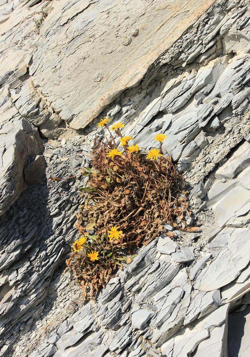 Image of Taraxacum bessarabicum specimen.