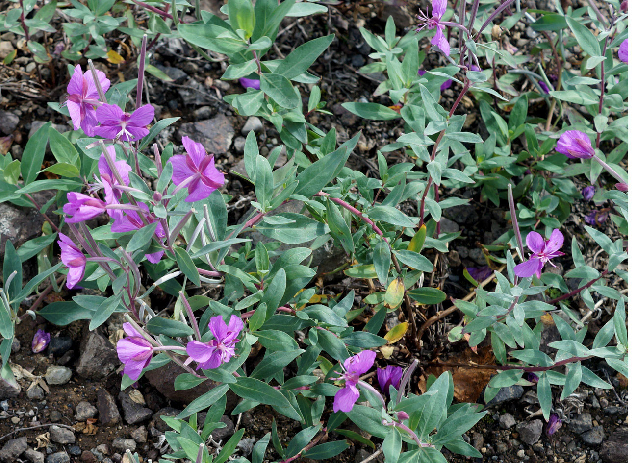 Image of Chamaenerion latifolium specimen.