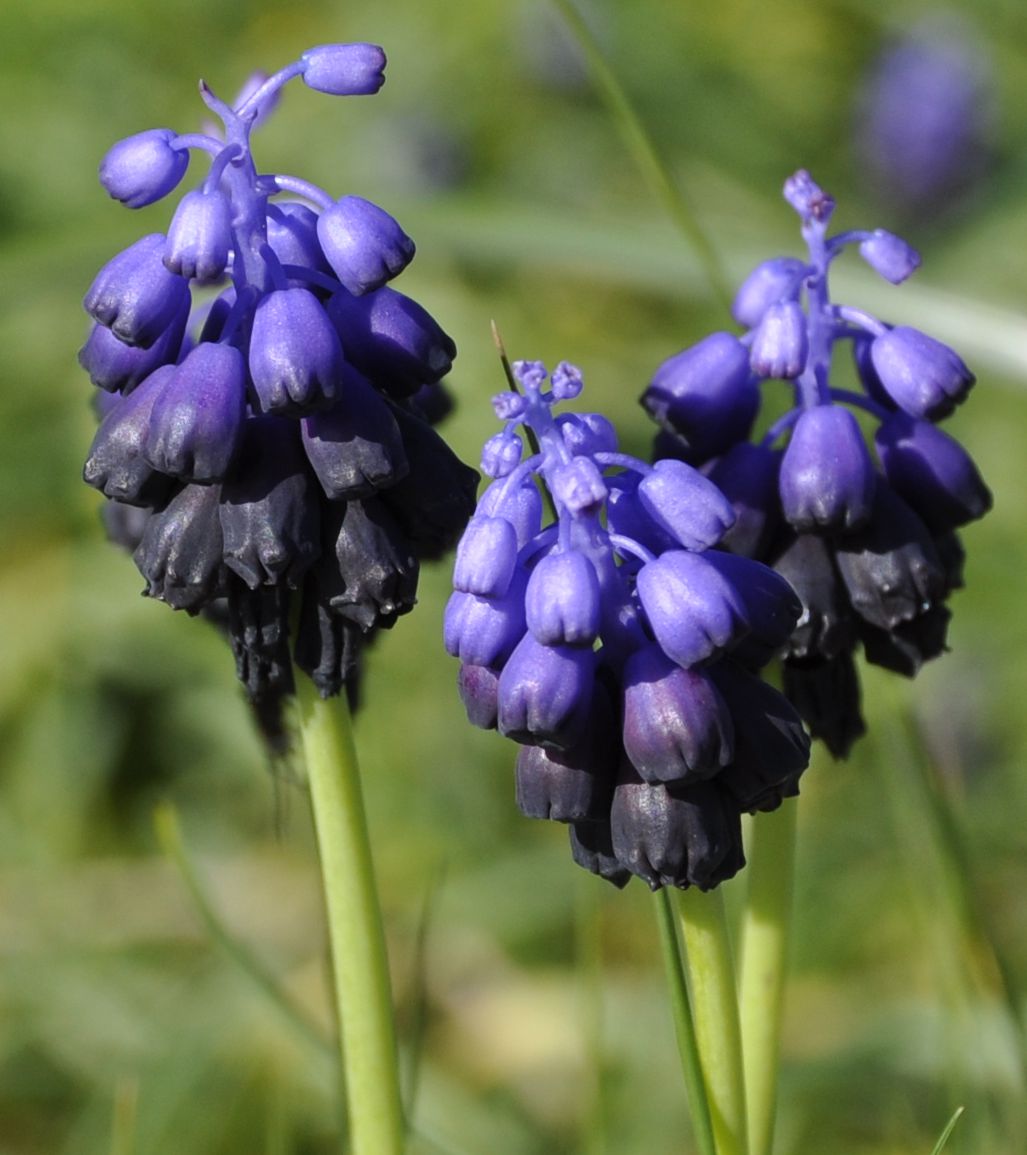 Изображение особи Muscari commutatum.