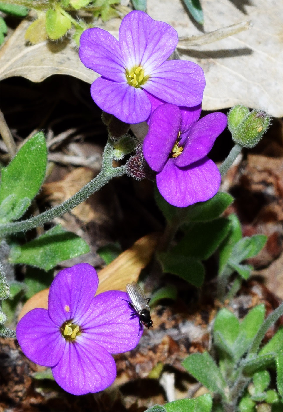 Image of Aubrieta &times; cultorum specimen.