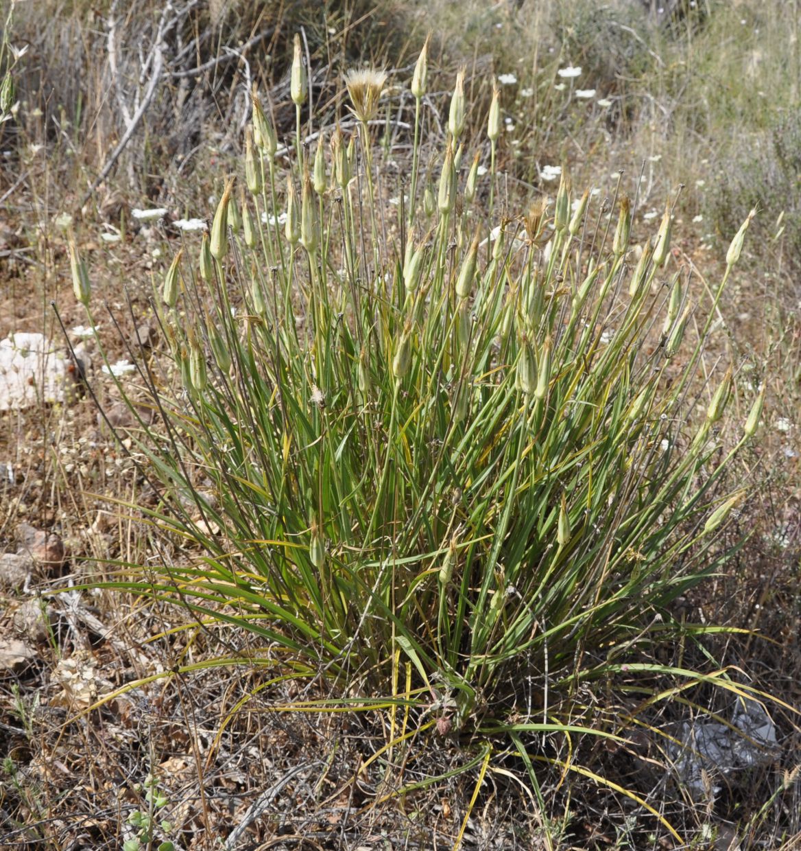 Image of genus Scorzonera specimen.