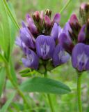 Astragalus danicus. Соцветие. Якутия, Мирнинский р-н, окр. пос. Светлый. 20.06.2009.