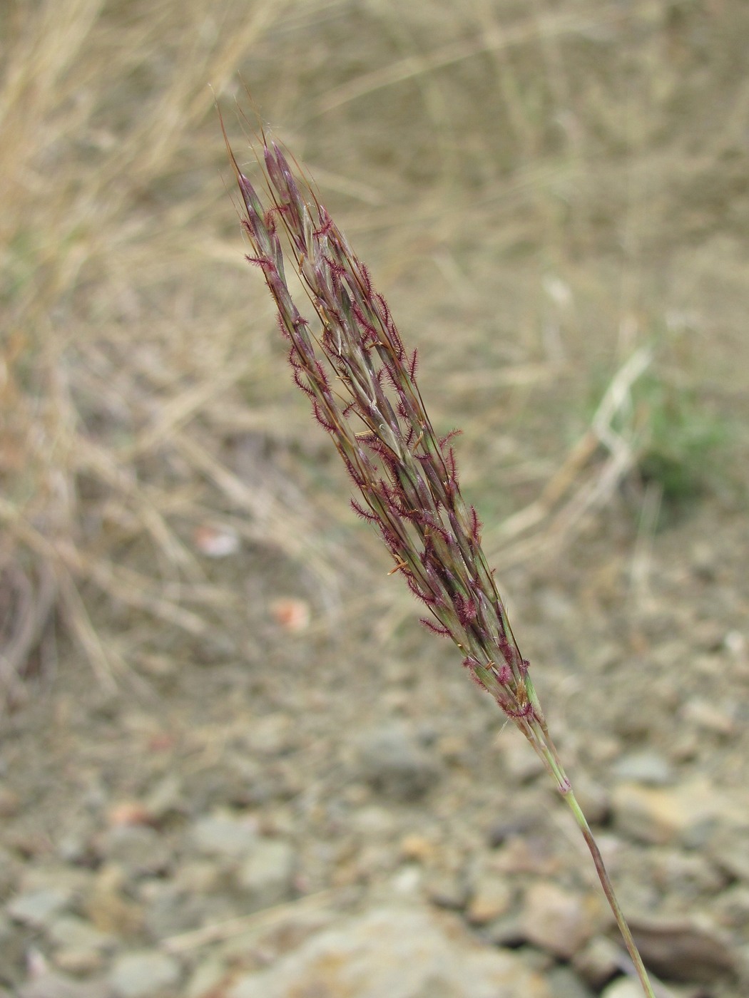 Изображение особи род Bothriochloa.