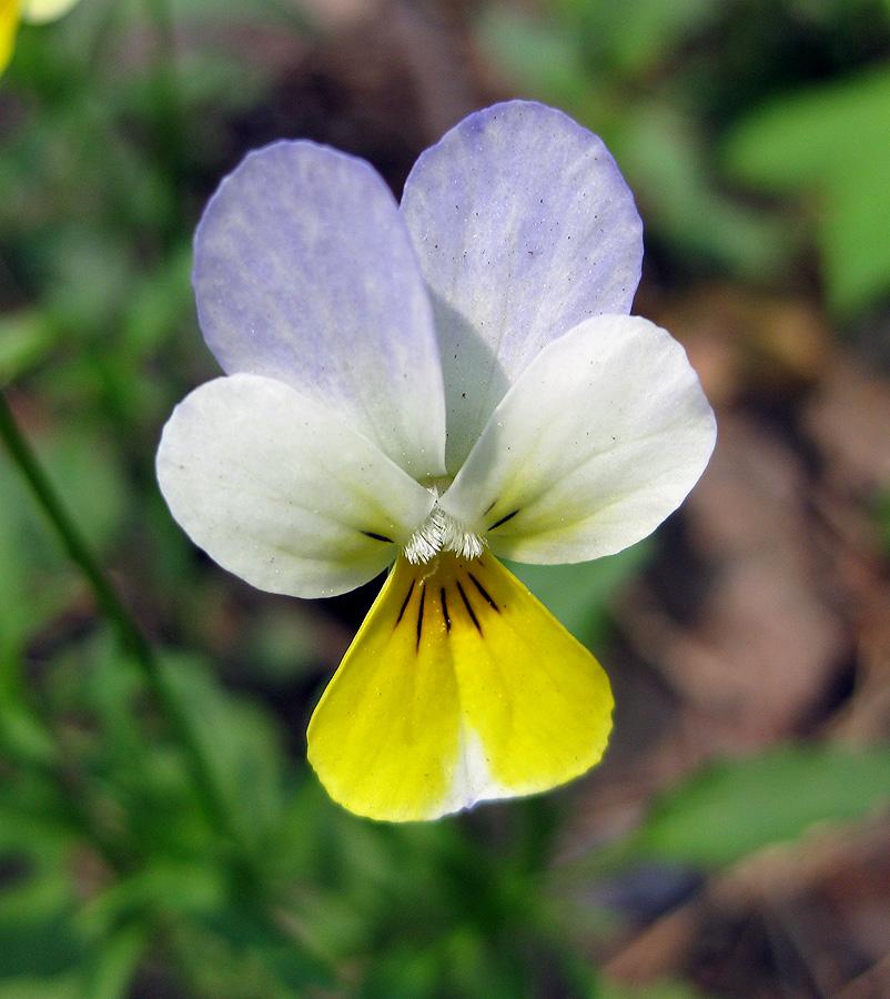 Image of Viola tricolor specimen.