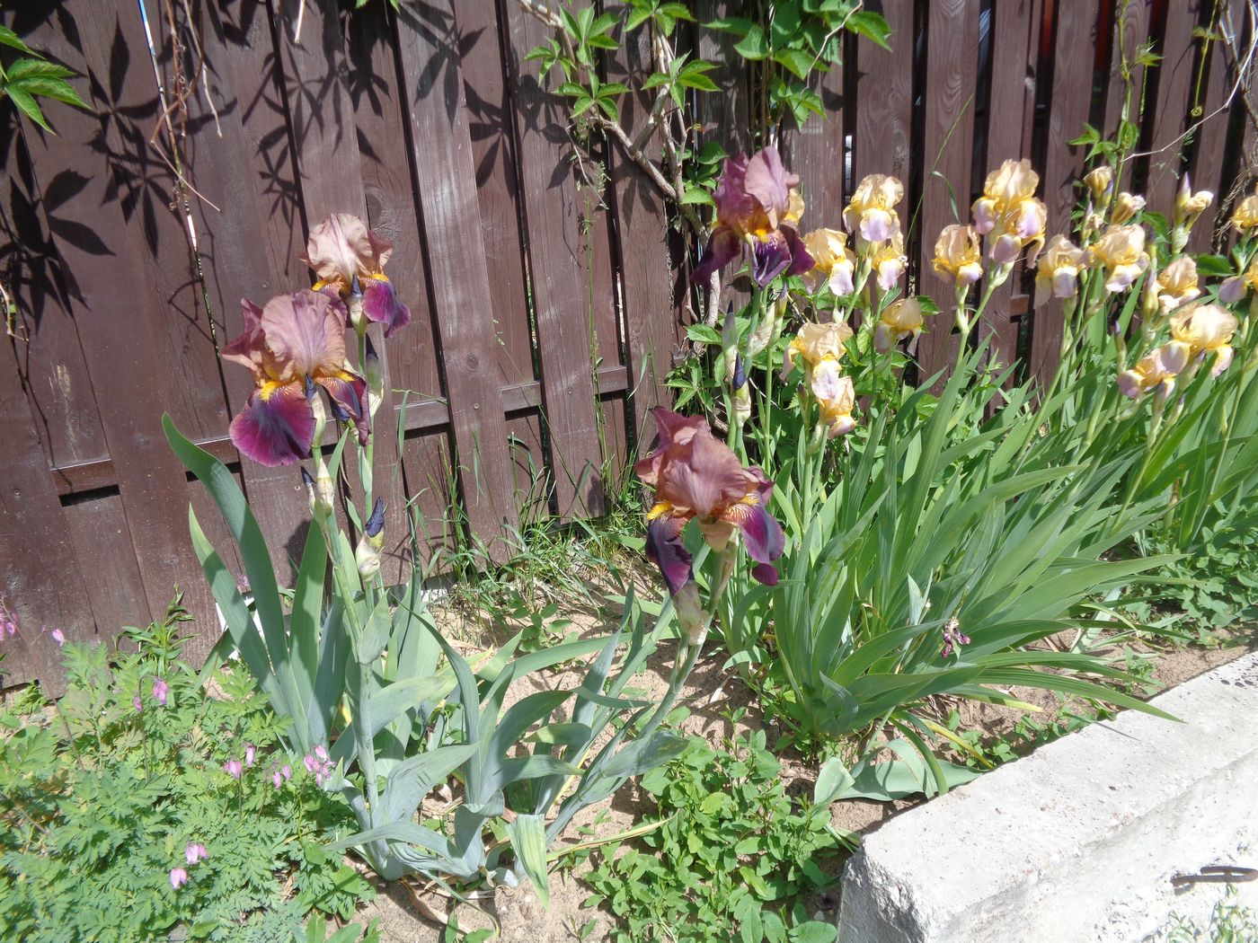 Image of Iris &times; hybrida specimen.