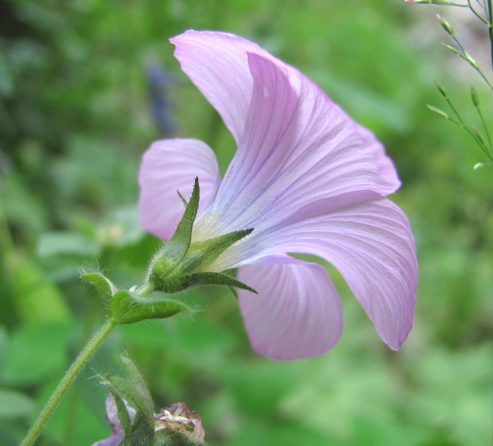 Image of Linum hypericifolium specimen.