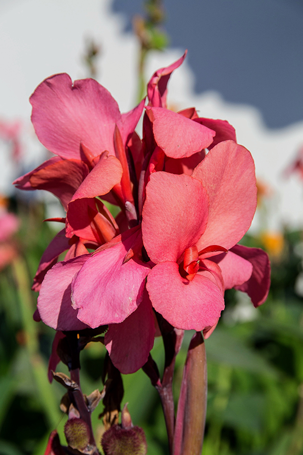 Image of Canna &times; generalis specimen.