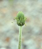 Taraxacum scariosum. Верхушка побега с нераскрывшимся соцветием. Амурская обл., Сковородинский р-н, на границе с Забайкальским краем, трасса Амур, гравийная отсыпка вдоль трассы. 03.07.2016.