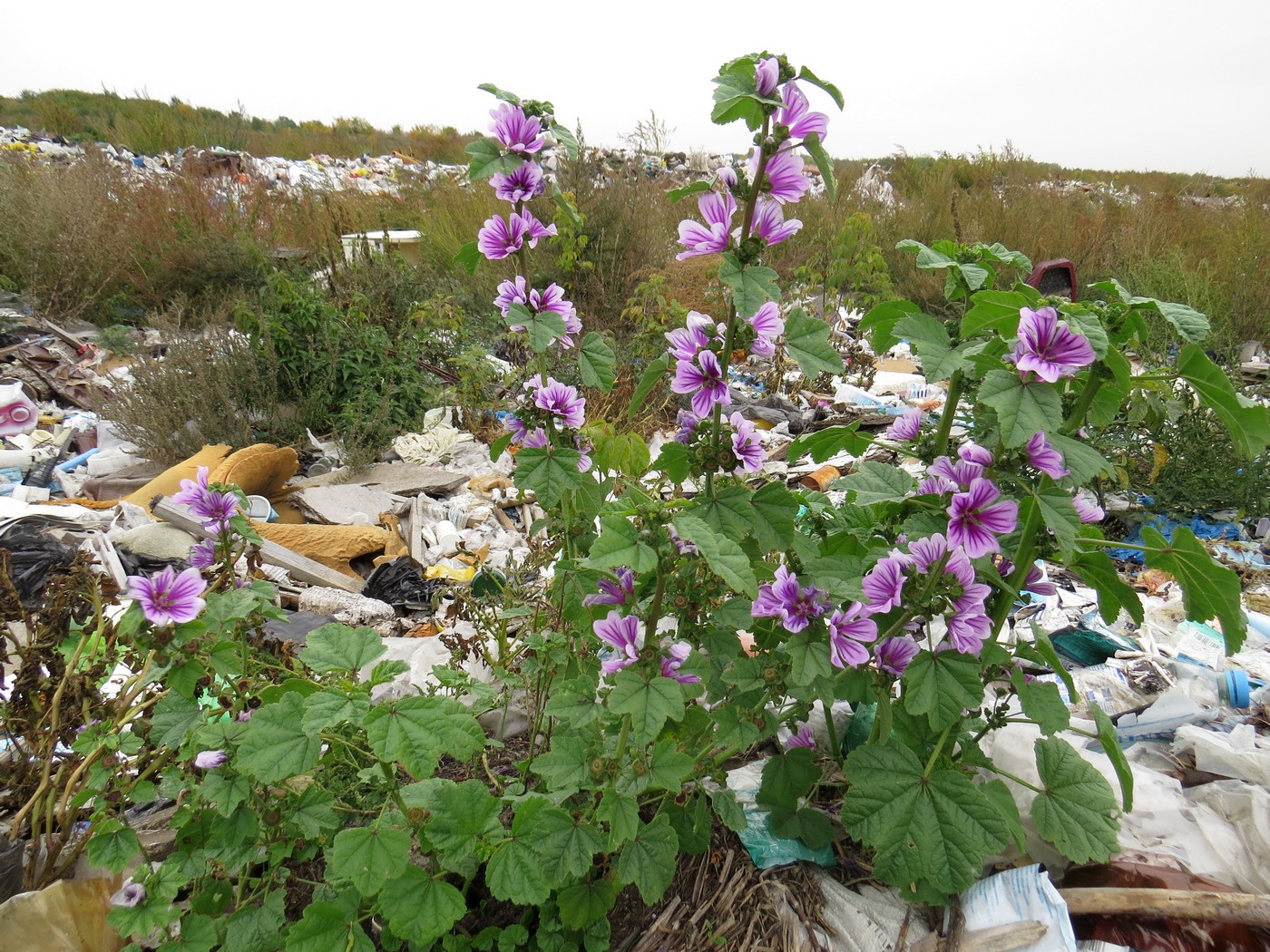 Изображение особи Malva mauritiana.