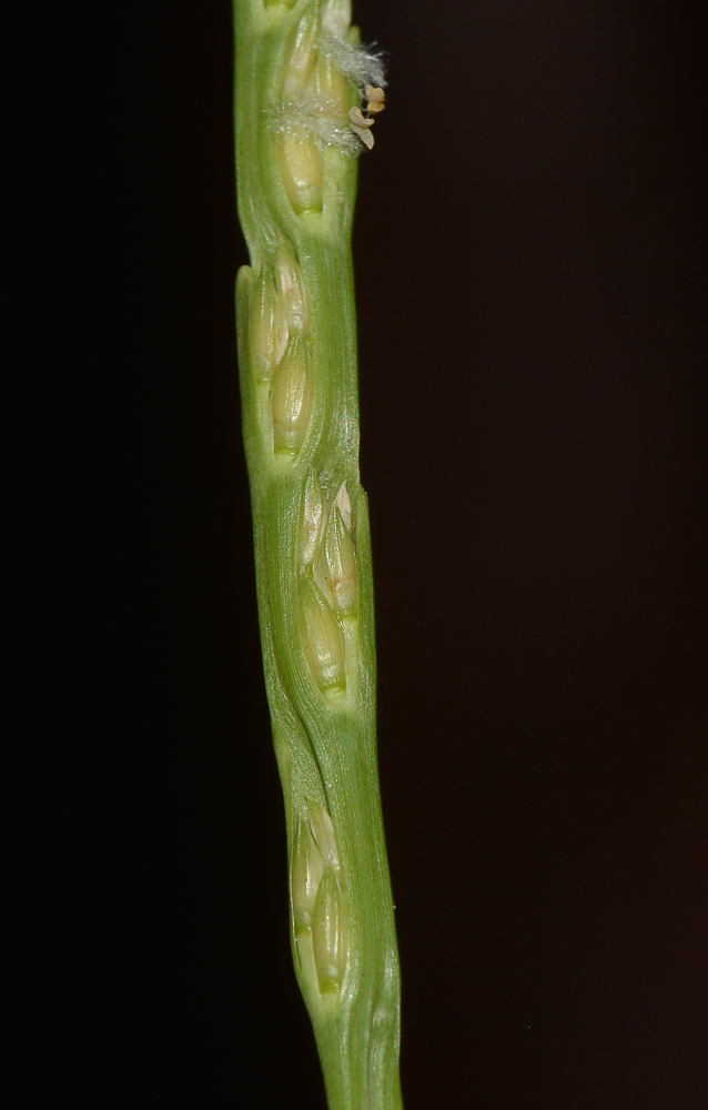 Image of Stenotaphrum dimidiatum specimen.