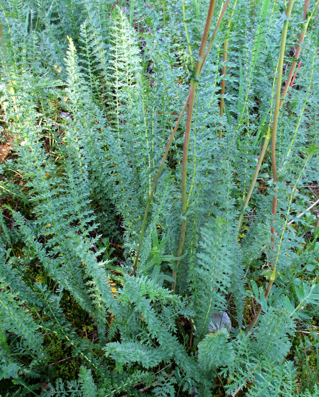 Image of Filipendula vulgaris specimen.