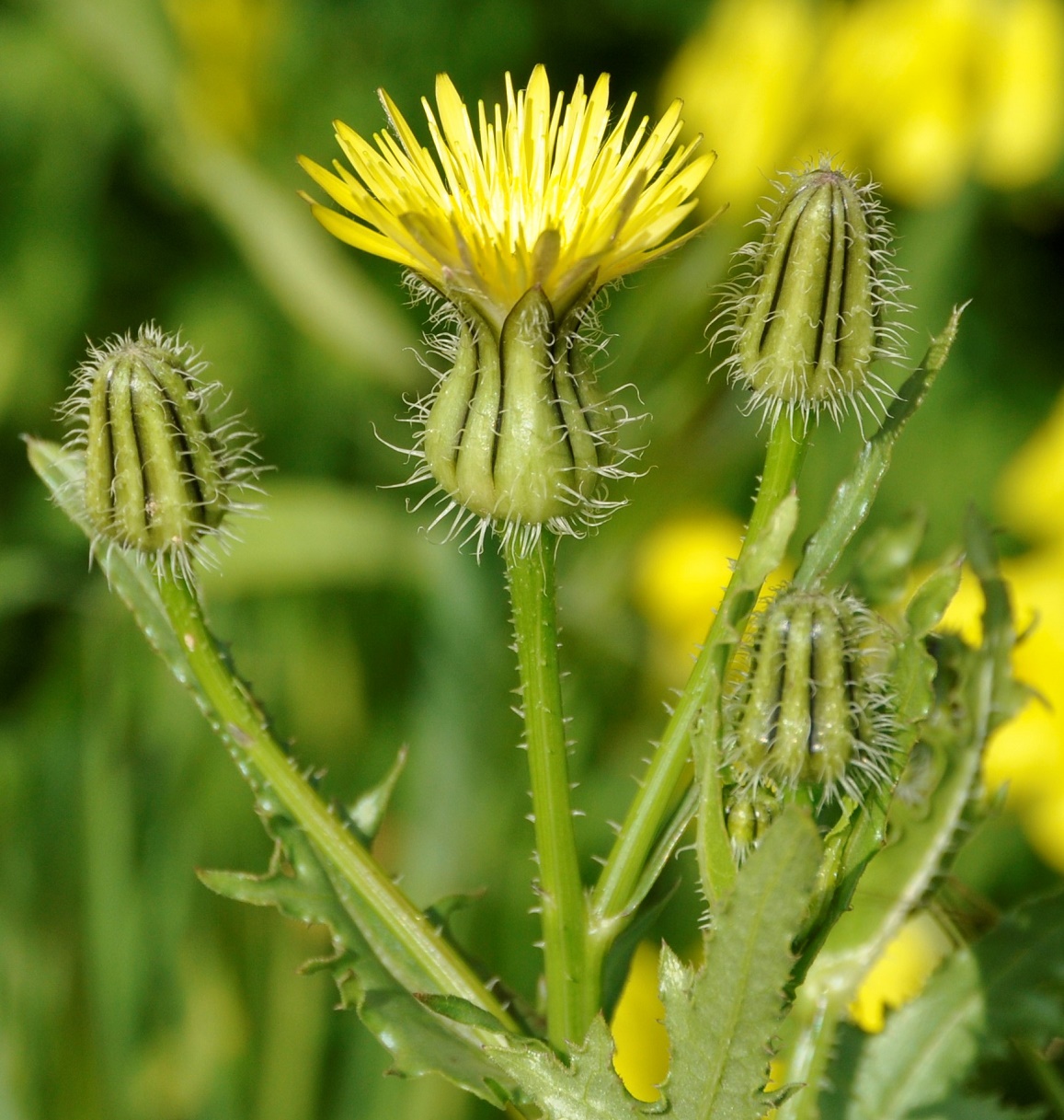 Изображение особи Urospermum picroides.