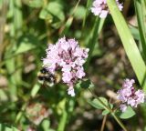 Origanum vulgare