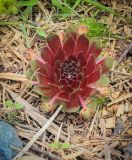 Sempervivum tectorum. Вегетирующее растение (культивар ?). Пермский край, г. Пермь, Кировский р-н, садовый участок, в культуре. 17.06.2018.