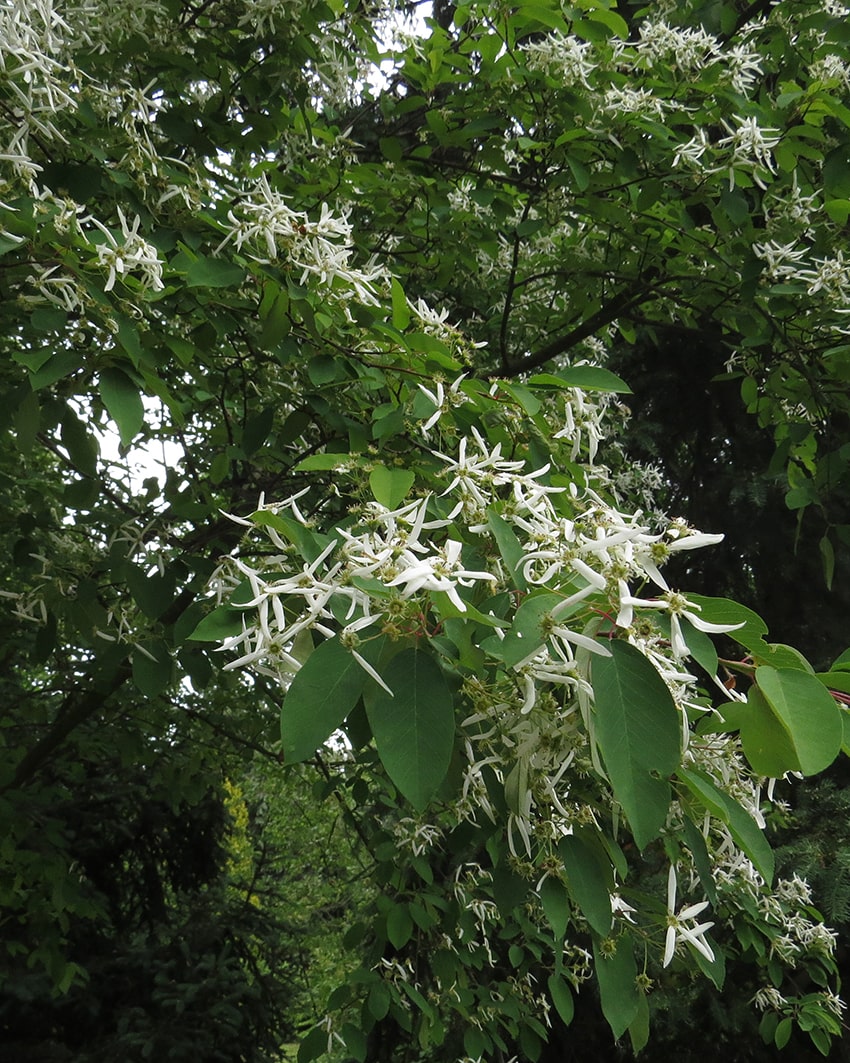 Image of Amelanchier sinica specimen.