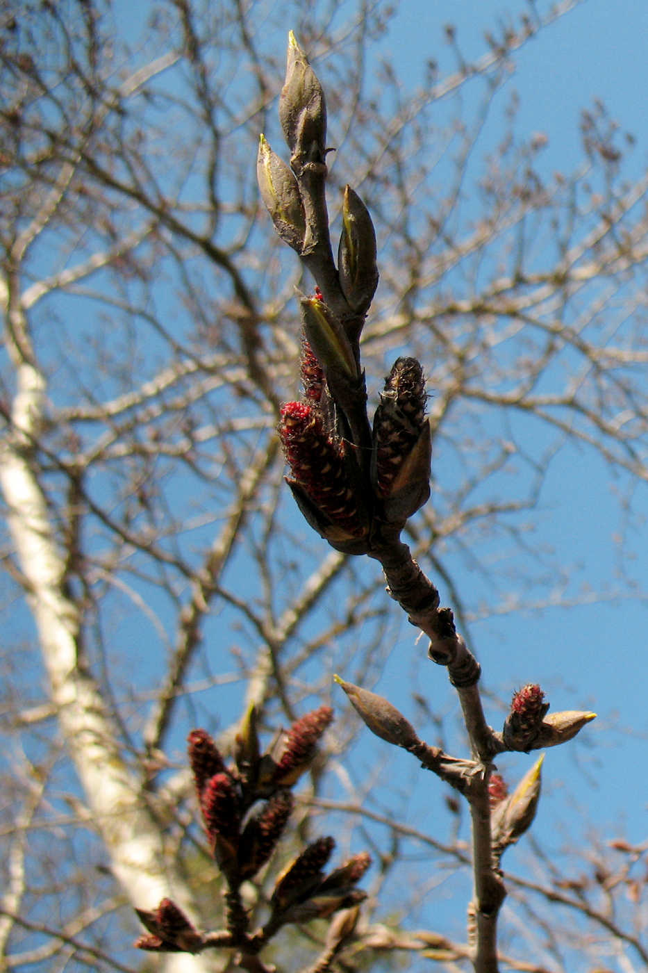 Image of Populus suaveolens specimen.