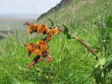 Rumex acetosa. Верхушка расцветающего растения с ползающими жуками. Дагестан, Кумторкалинский р-н, хр. Нарат-Тюбе, крутой склон. 24.04.2019.