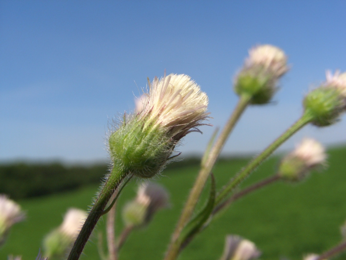 Image of Erigeron acris specimen.