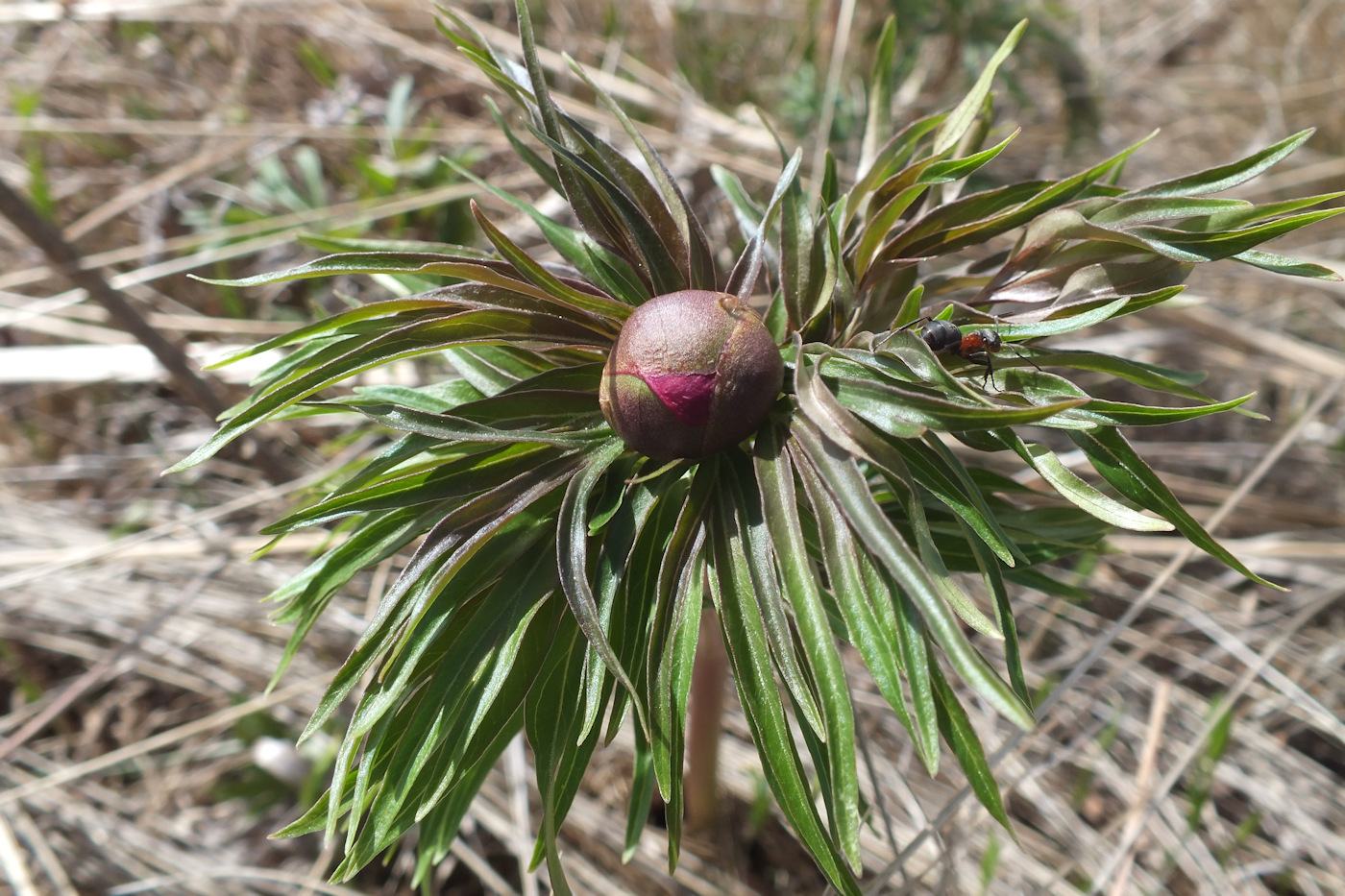 Изображение особи Paeonia hybrida.