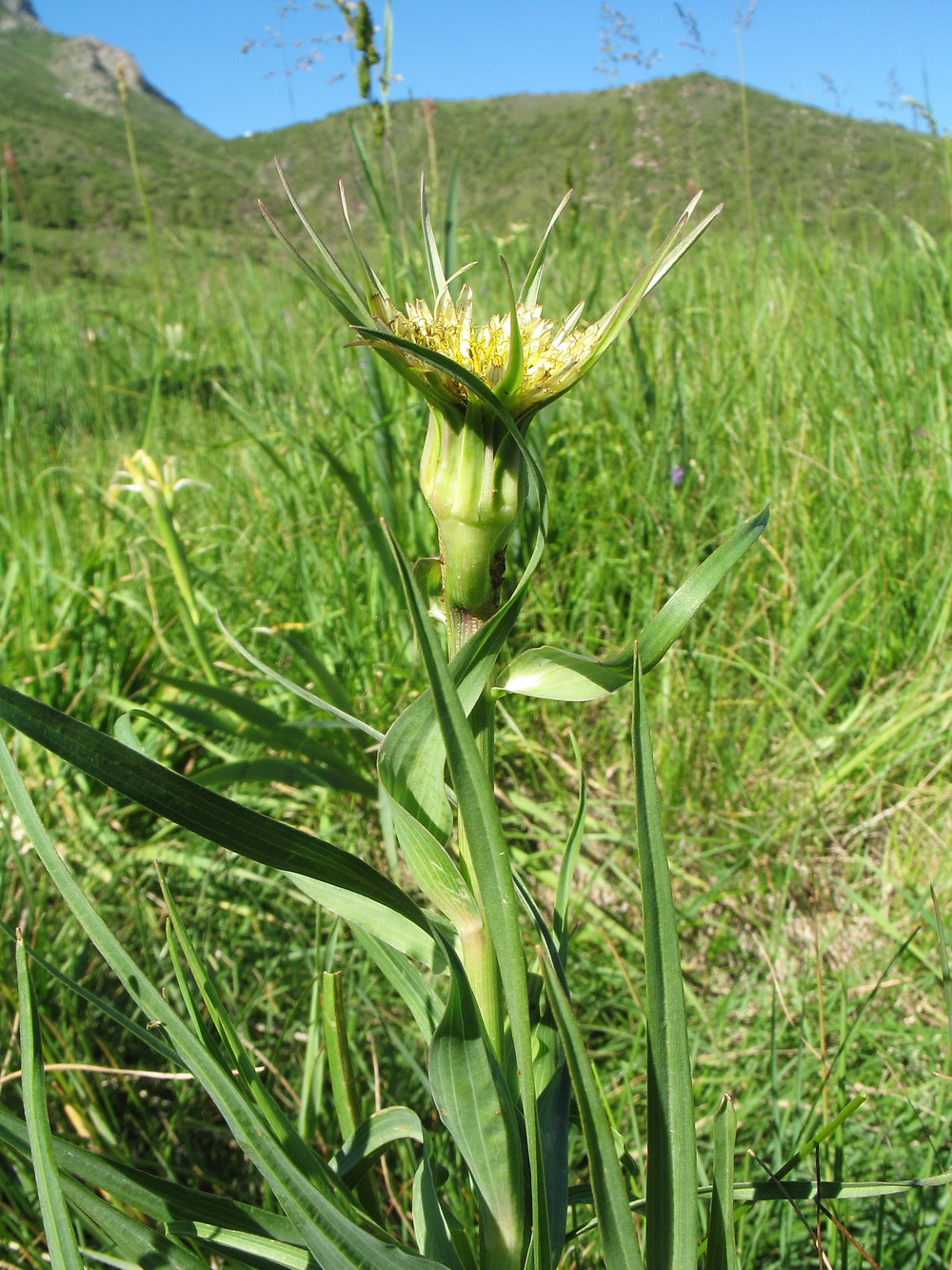 Изображение особи Tragopogon turkestanicus.