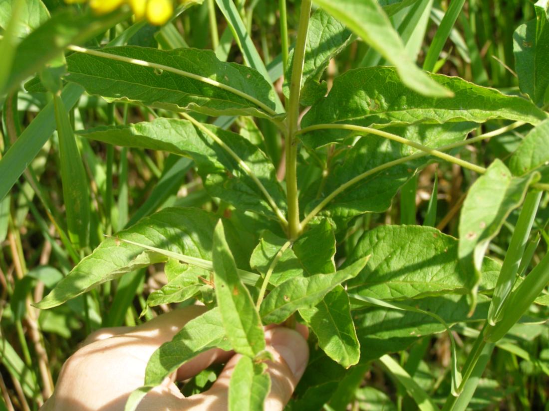 Image of Lysimachia vulgaris specimen.