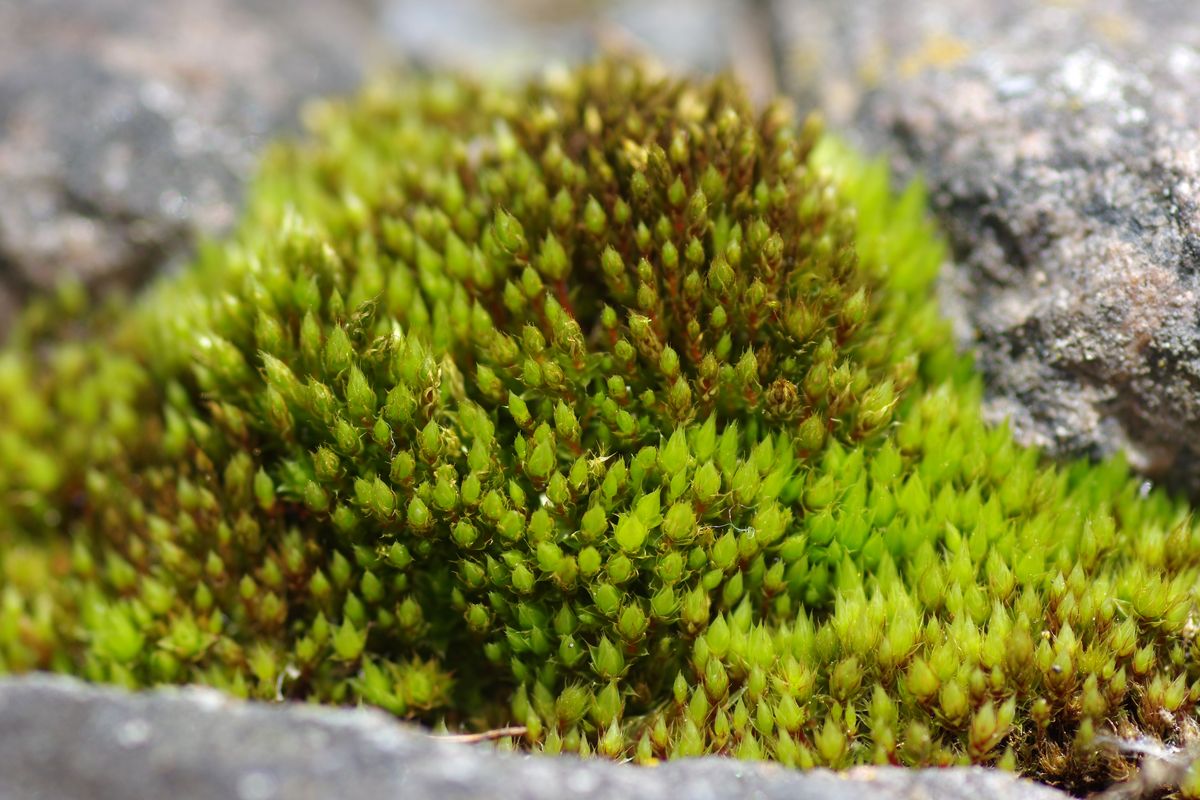 Image of Bryum caespiticium specimen.