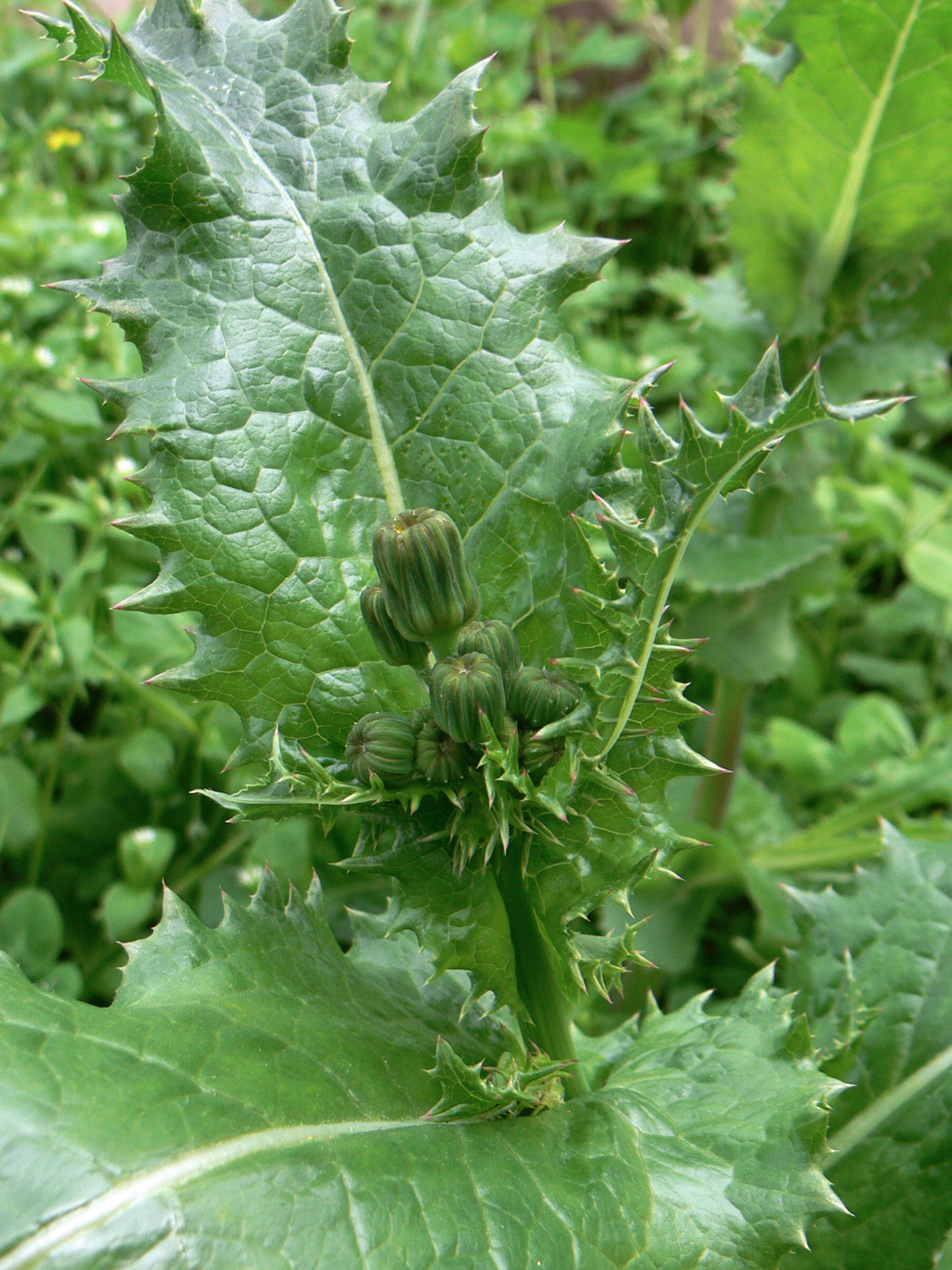 Image of Sonchus asper specimen.