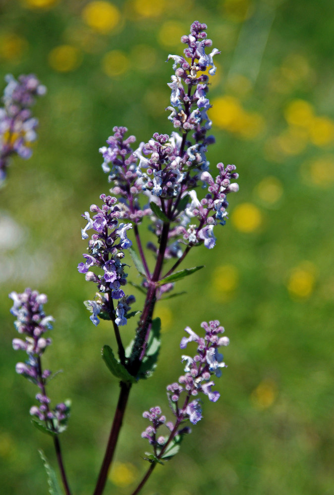 Image of Nepeta nuda specimen.