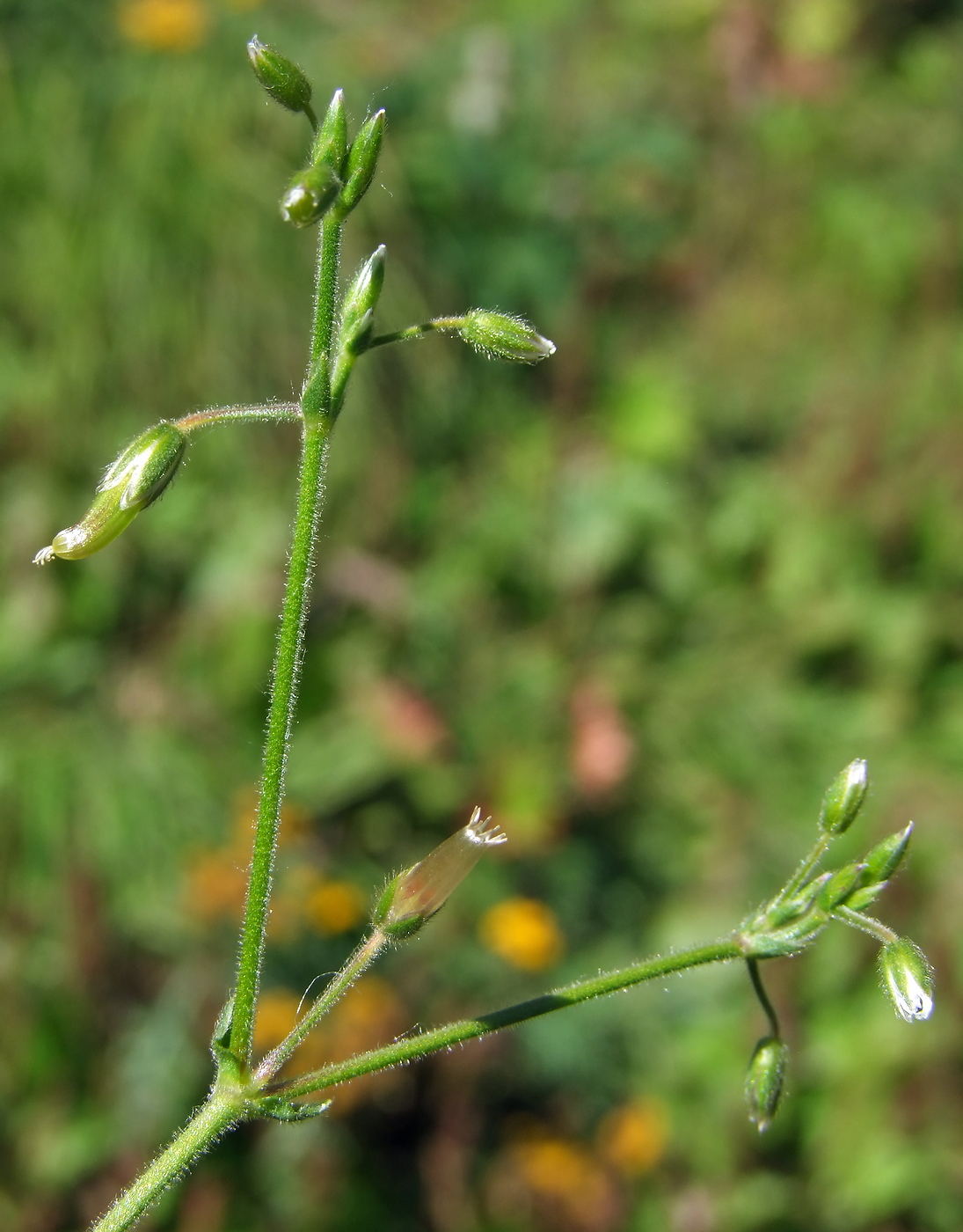 Image of Cerastium holosteoides specimen.