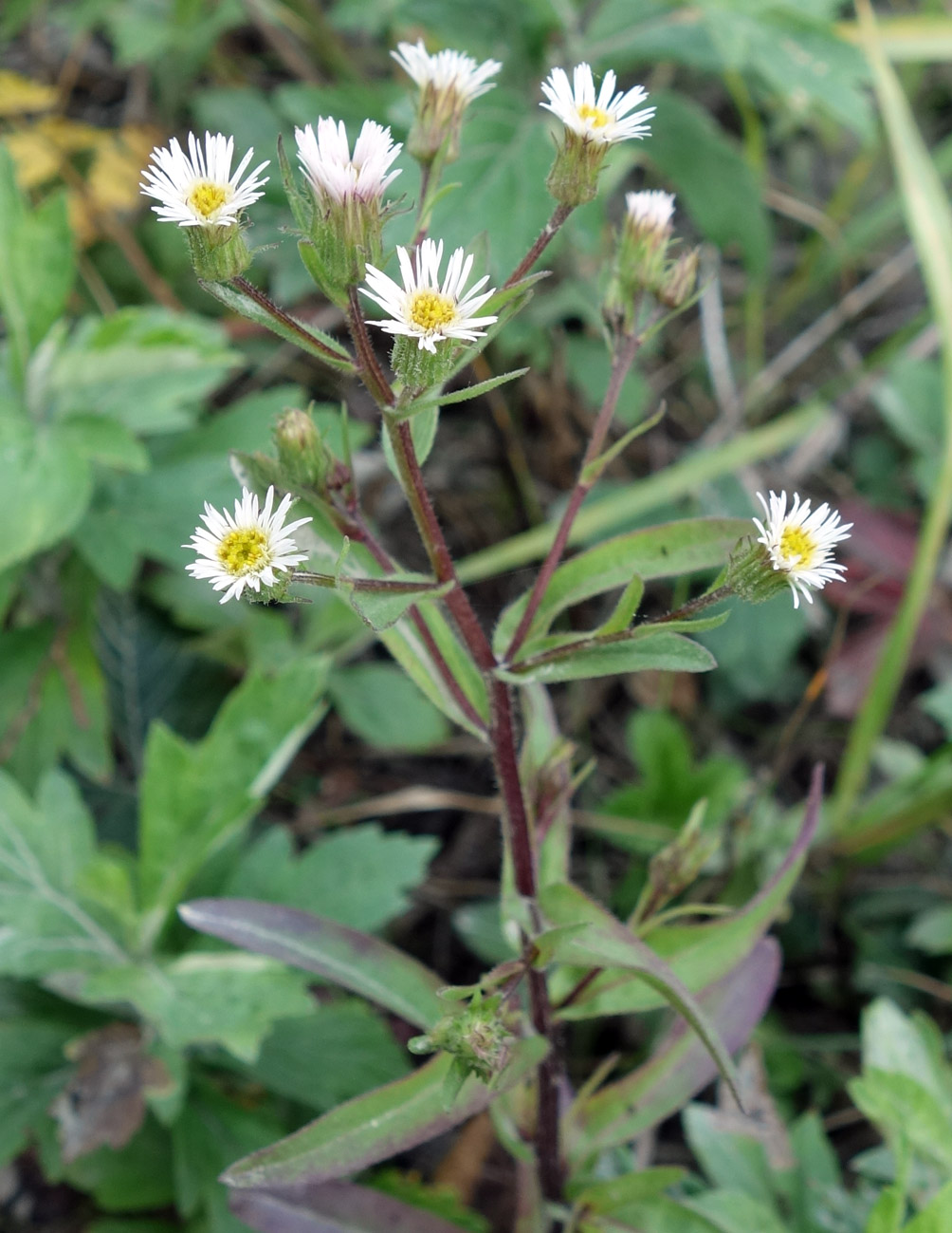 Image of genus Erigeron specimen.