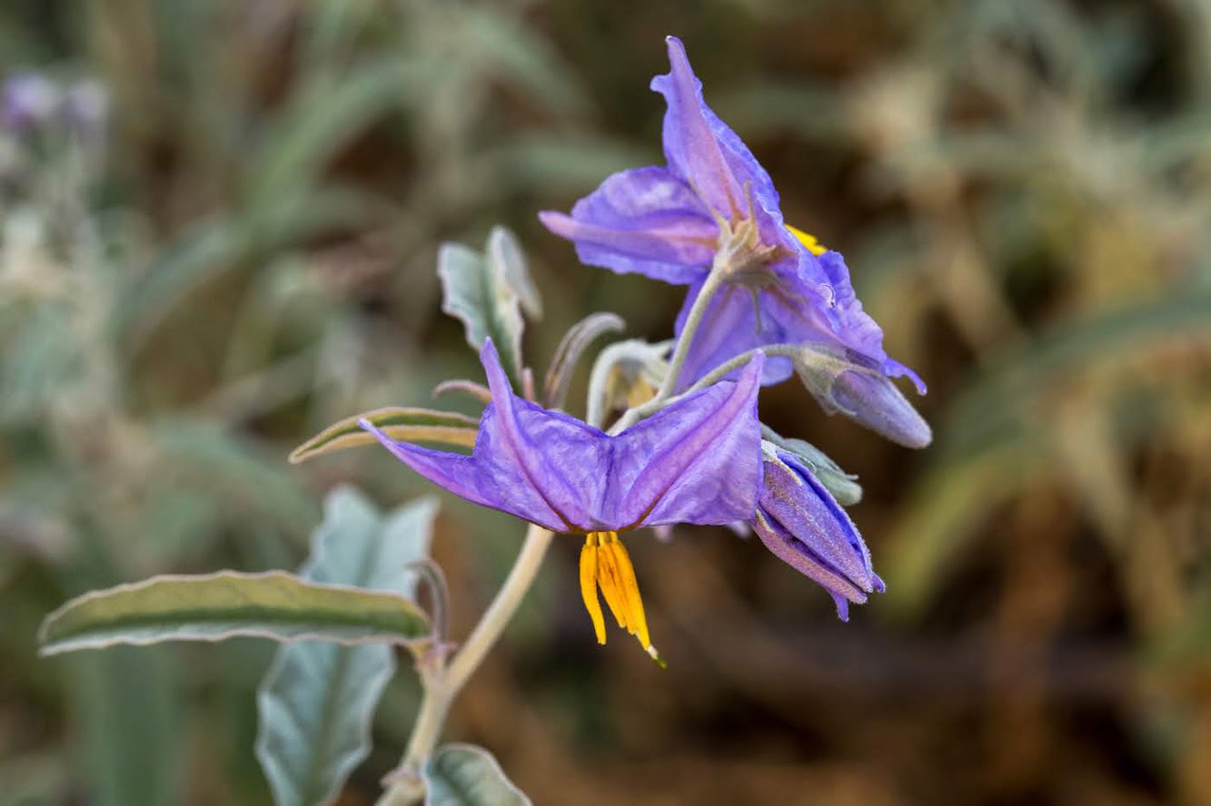 Image of Solanum elaeagnifolium specimen.