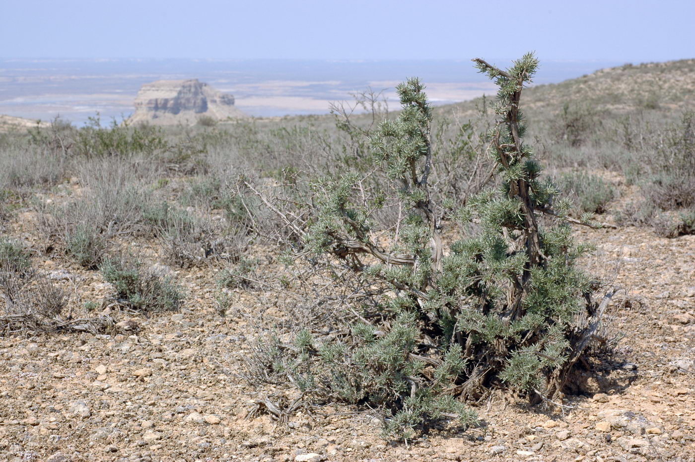 Image of Astragalus turcomanicus specimen.