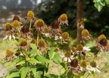 Echinacea purpurea