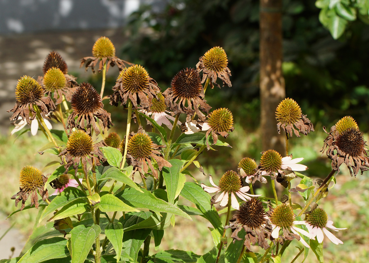 Image of Echinacea purpurea specimen.