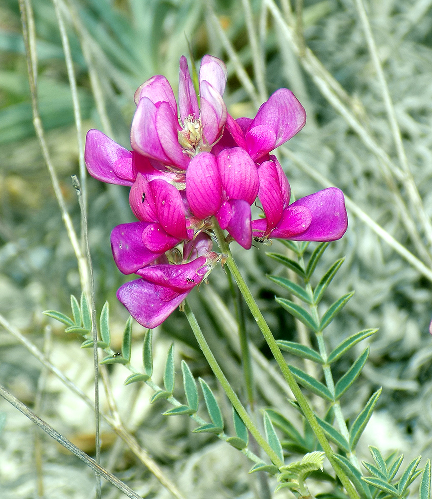 Image of Hedysarum tauricum specimen.