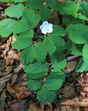 Anemone udensis