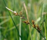 Carex elongata. Верхушка плодоносящего растения. Пермский край, г. Пермь, Кировский р-н, пос. Кировский, дол. р. Заборная, сырой луг. 07.06.2020.