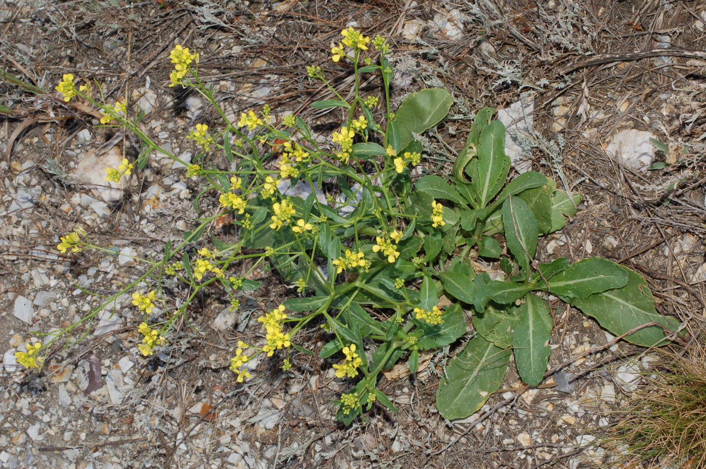 Image of Erucastrum armoracioides specimen.