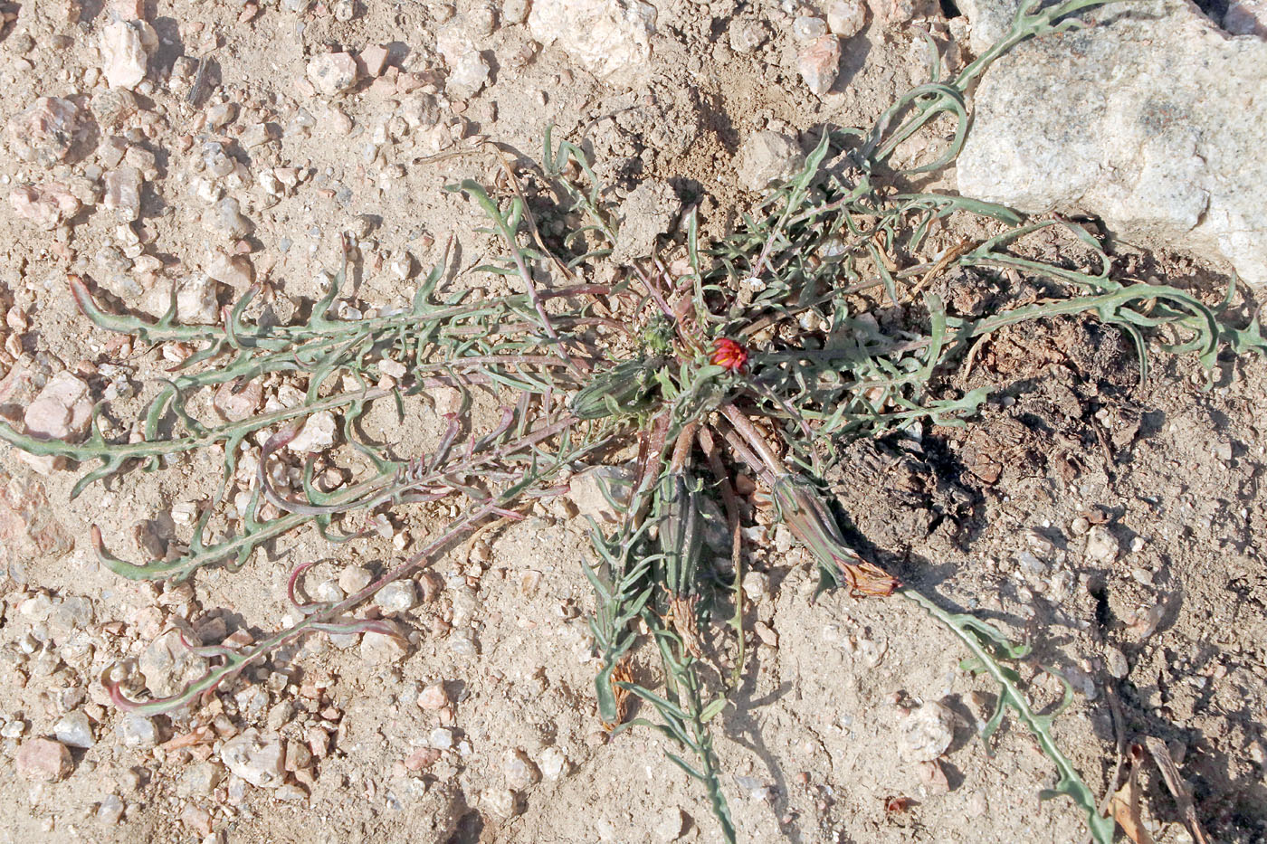 Image of Taraxacum pseudominutilobum specimen.