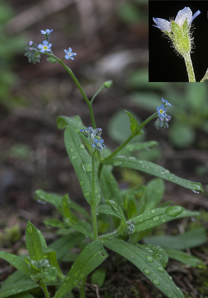 Изображение особи Myosotis arvensis.