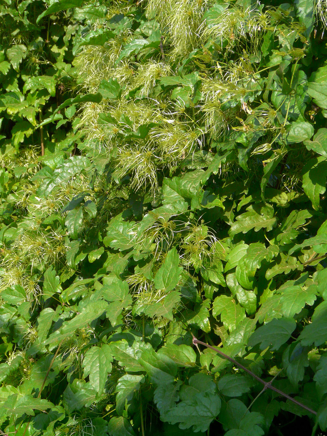 Image of Clematis vitalba specimen.