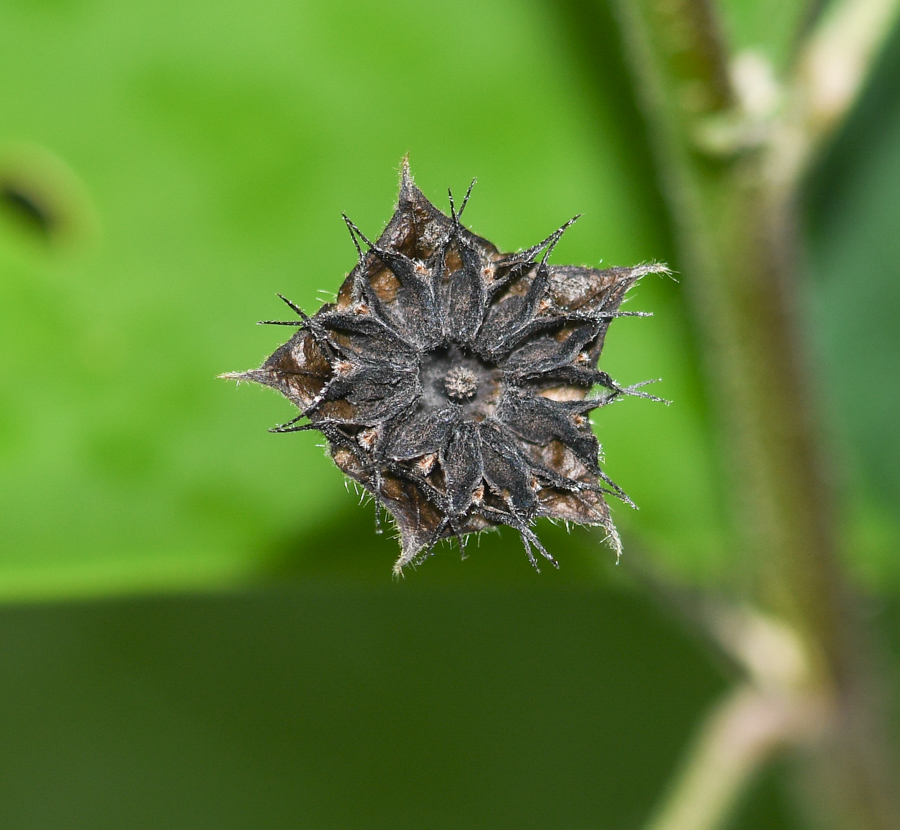 Image of Sida poeppigiana specimen.