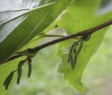 Corylus colurna