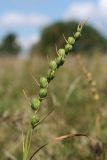 Gladiolus imbricatus. Соплодие с незрелыми плодами. Беларусь, Витебская обл., окр. пос. Езерище, разнотравно-злаковый суходольный луг. 17.08.2020.