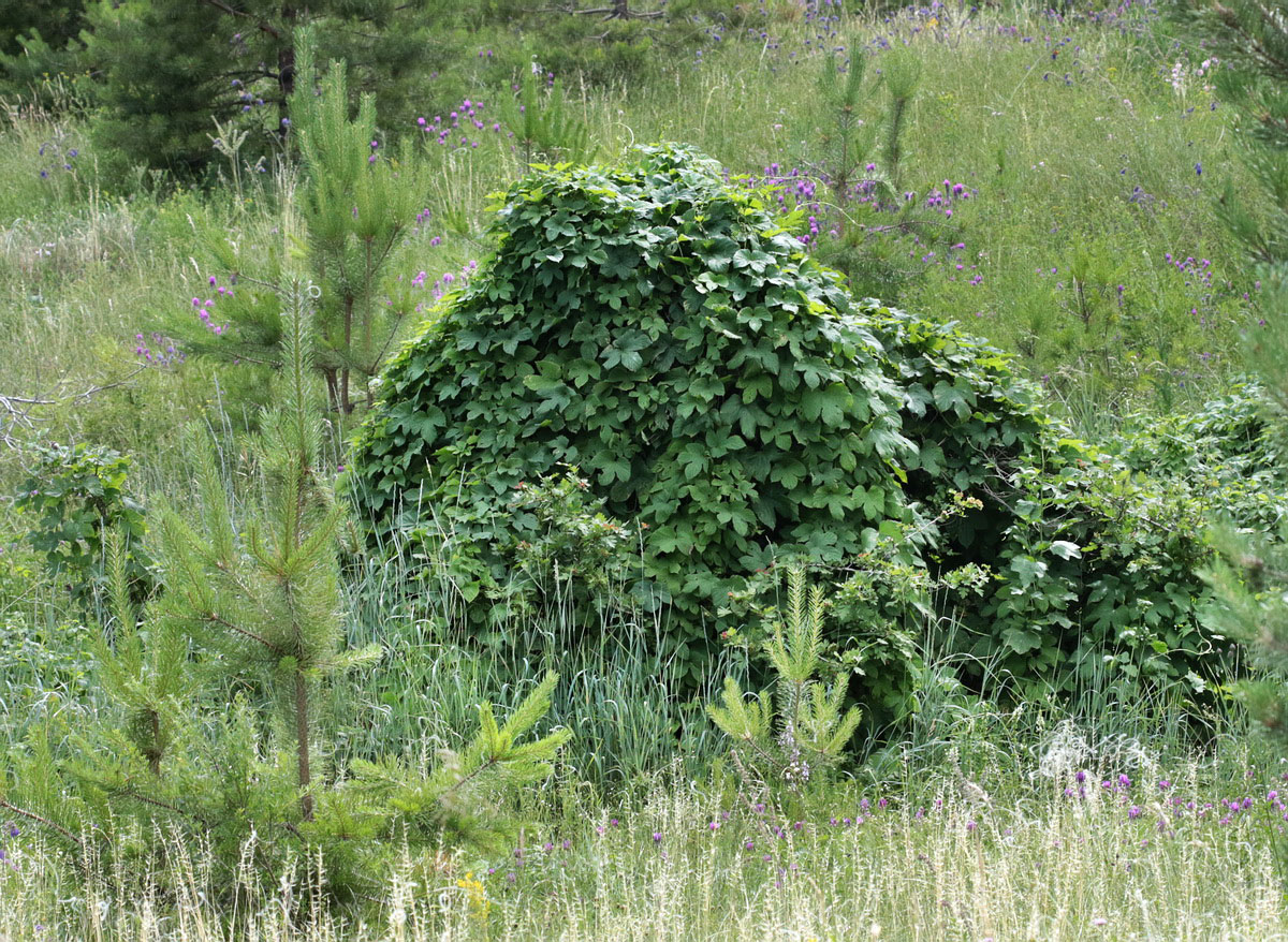 Изображение особи Humulus lupulus.