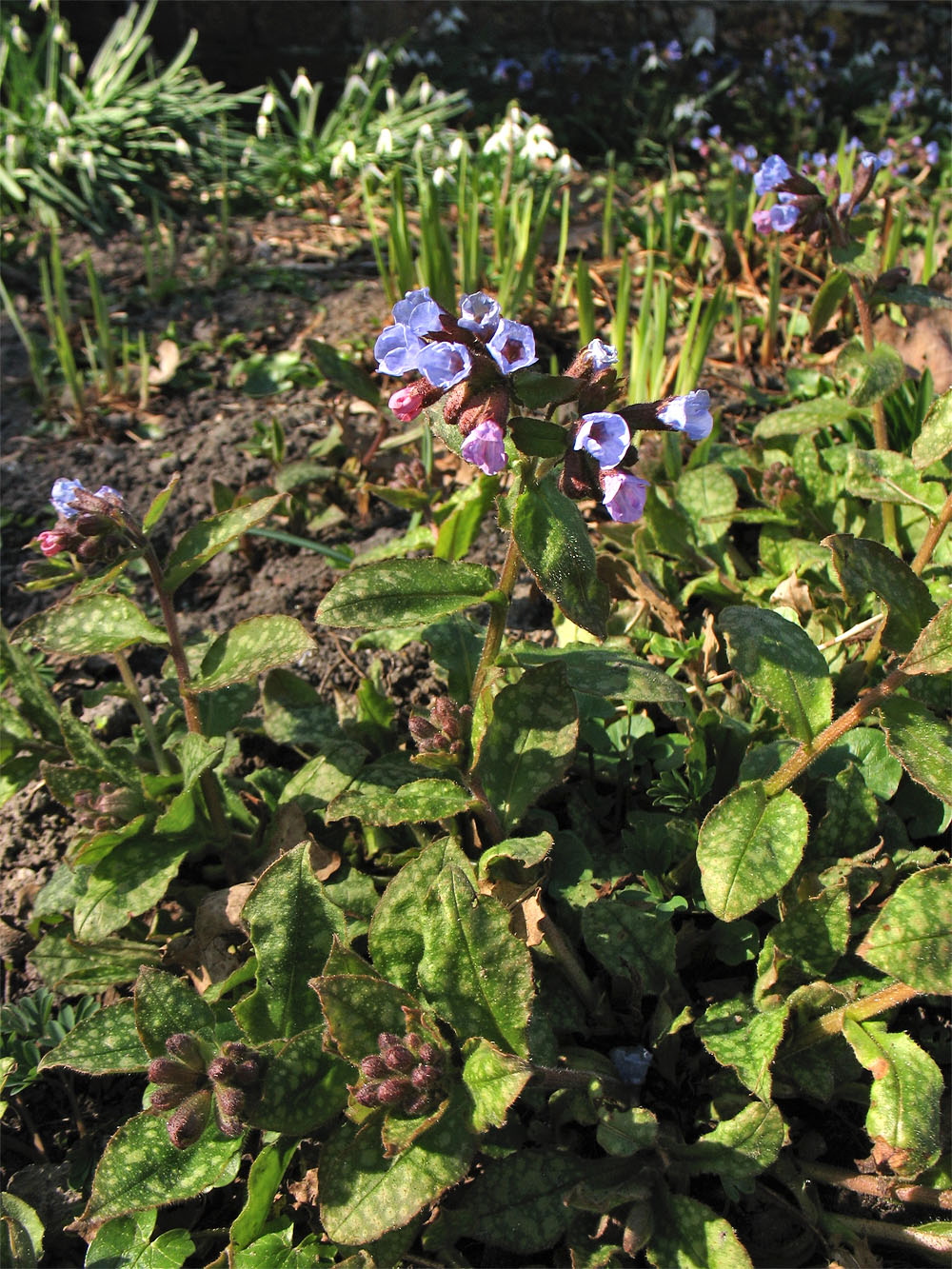 Изображение особи Pulmonaria saccharata.