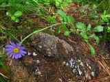 Aster alpinus