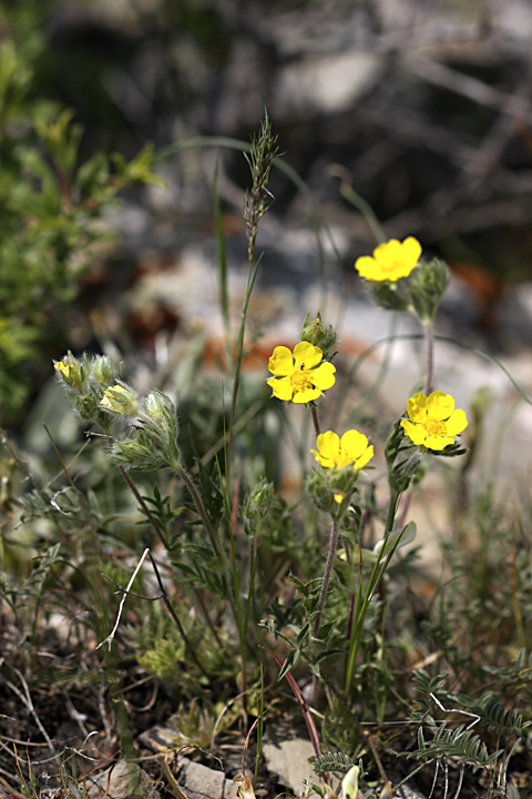 Image of Potentilla soongorica specimen.