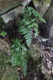 Asplenium adiantum-nigrum. Вайи. Южный берег Крыма, гора Аюдаг, северный склон. 18.04.2021.