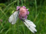 Knautia arvensis